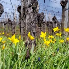 Tulipes sauvages